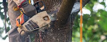 Trusted Twin Lakes, NM Tree Care Services Experts