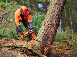 Best Stump Grinding and Removal  in Twin Lakes, NM