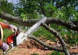 Best Seasonal Cleanup (Spring/Fall)  in Twin Lakes, NM