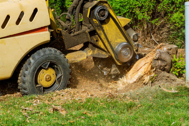 Best Tree Mulching  in Twin Lakes, NM