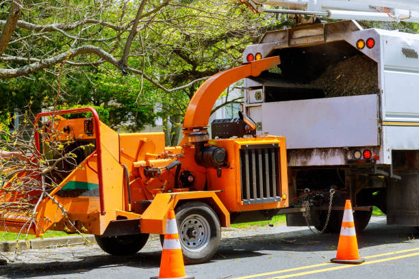 How Our Tree Care Process Works  in  Twin Lakes, NM