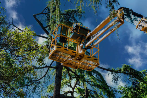 Leaf Removal in Twin Lakes, NM