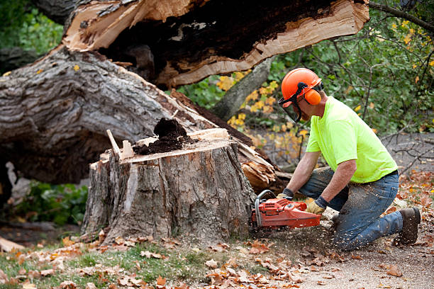 Best Hazardous Tree Removal  in Twin Lakes, NM